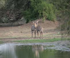 Honeymoon Tour To Ranthambore