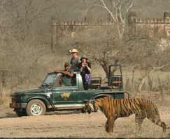 Ranthambore Tour