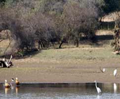 Travel To Ranthambore