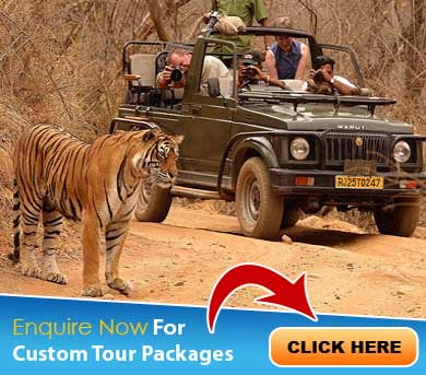 Ranthambore Tour Packages