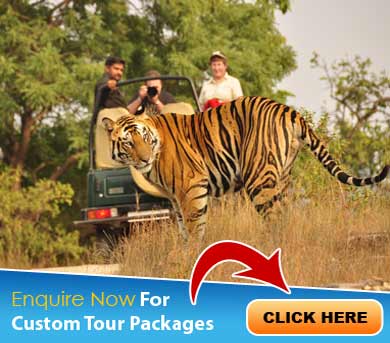 Ranthambore Tour Packages