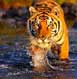 Ranthambore Tour Packages