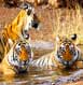 Ranthambore Tour Packages